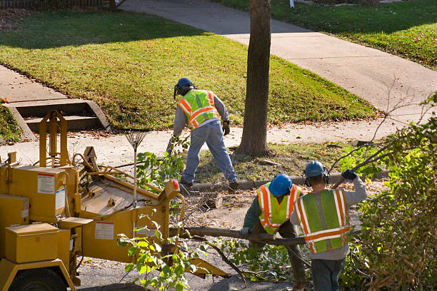 How Our Tree Care Process Works  in Schuylkill Haven, PA